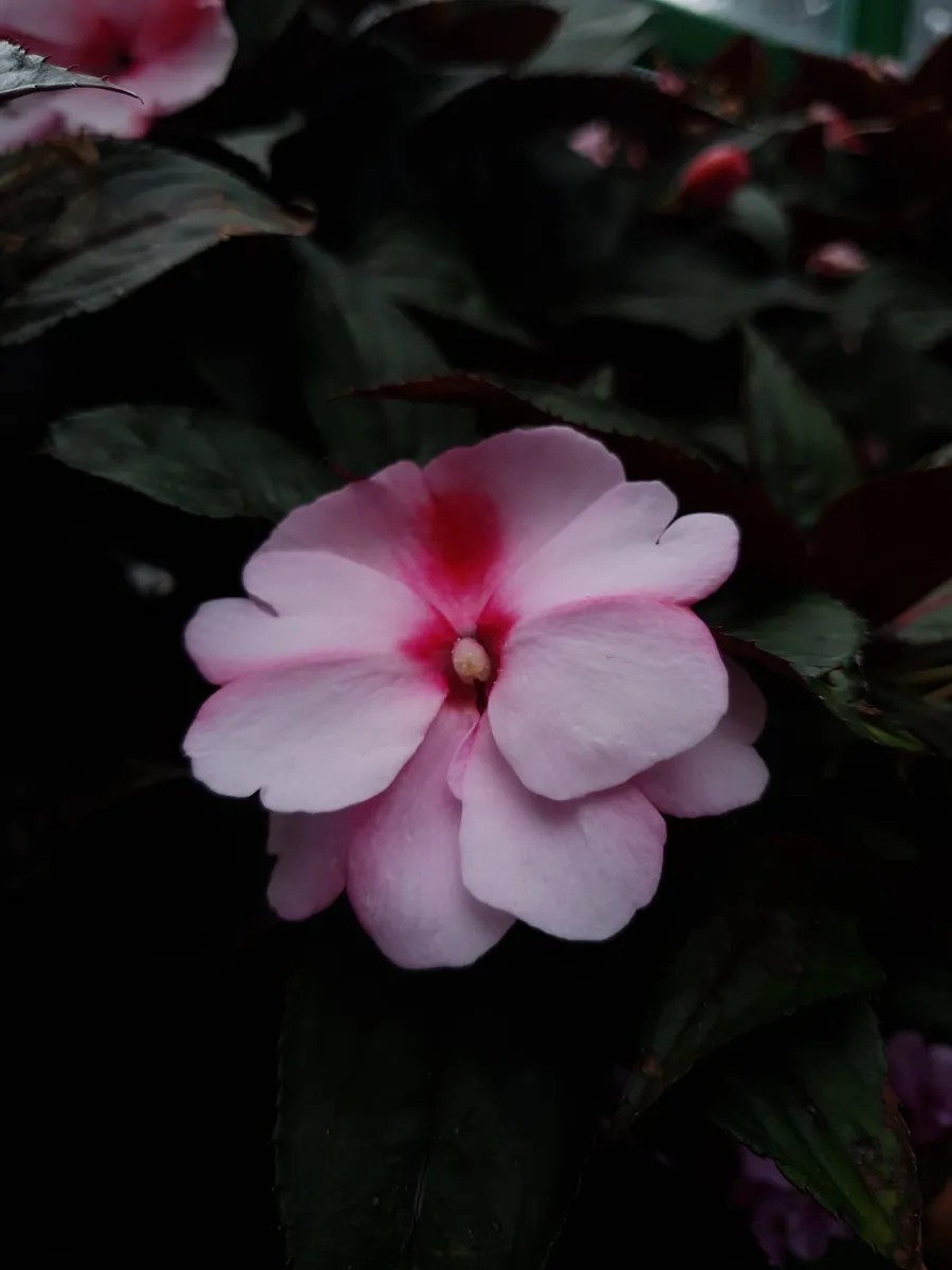 Samsung Galaxy S10+