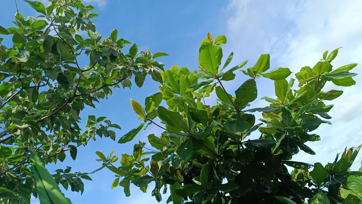 Xiaomi Redmi Note 12 Pro+