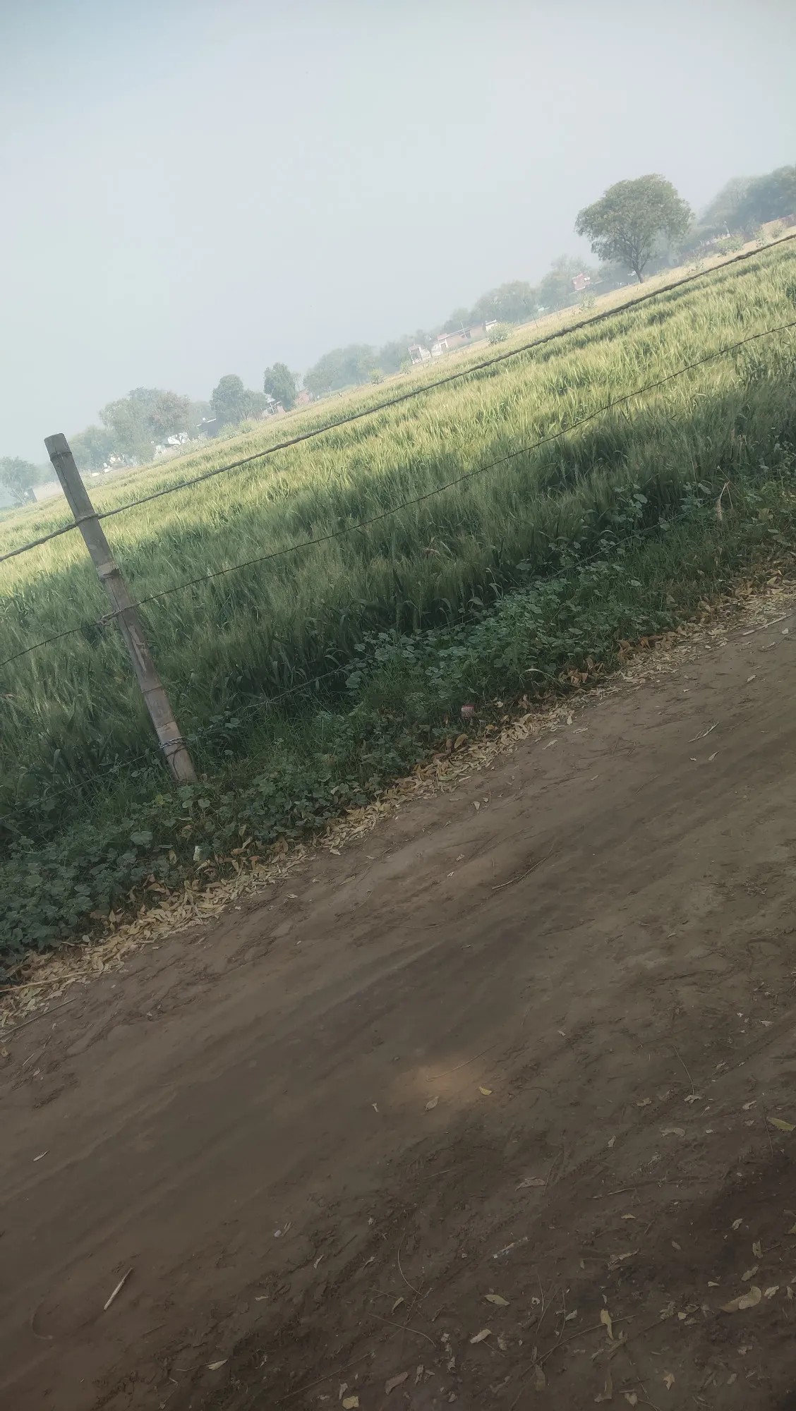 vivo V17