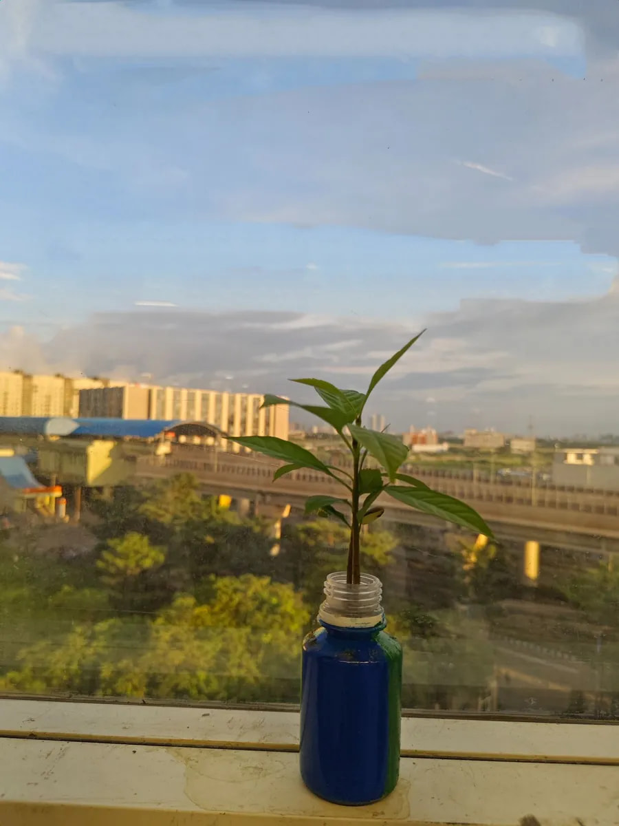 vivo iQOO Neo 7 Pro