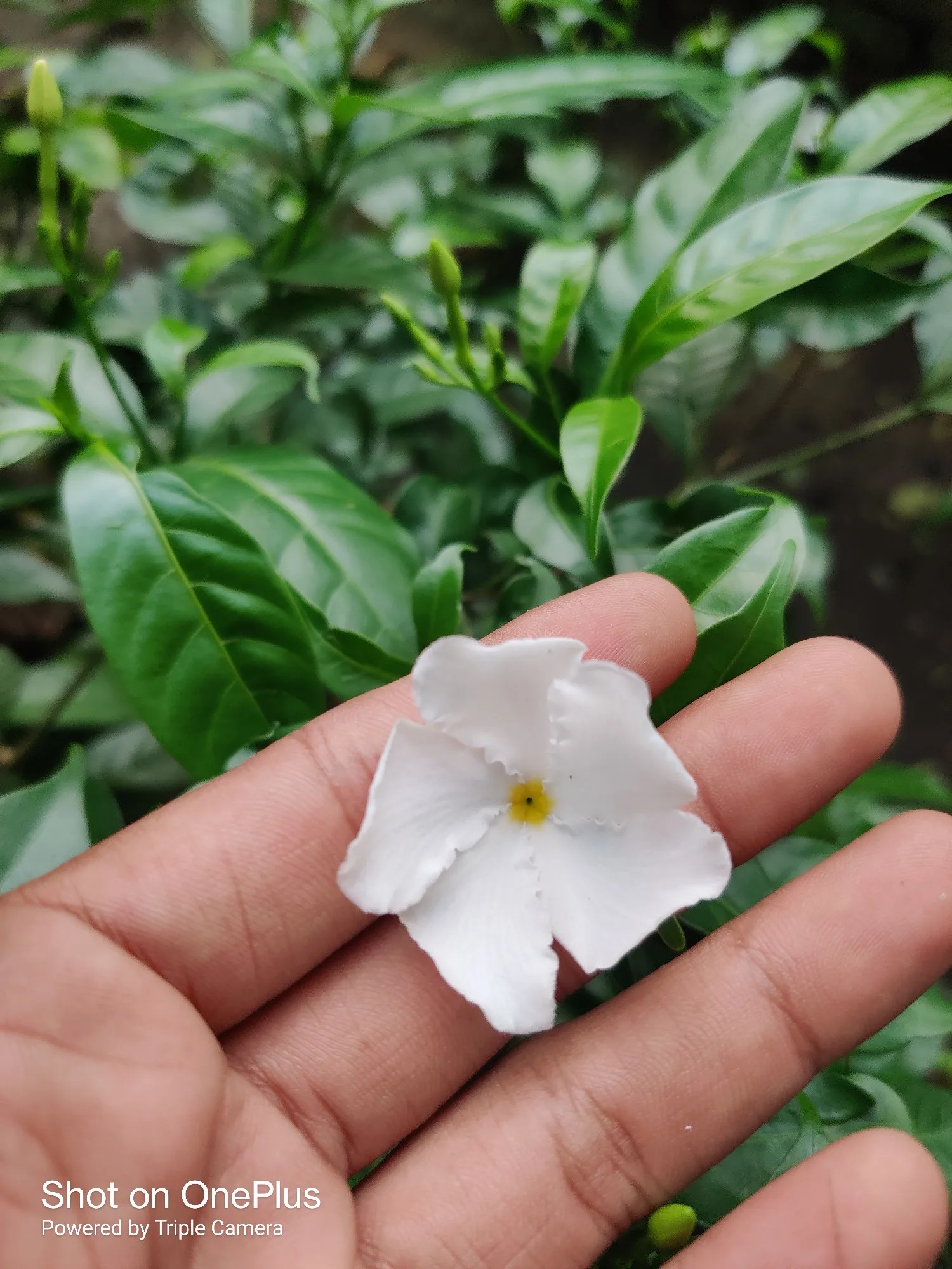 OnePlus 7T
