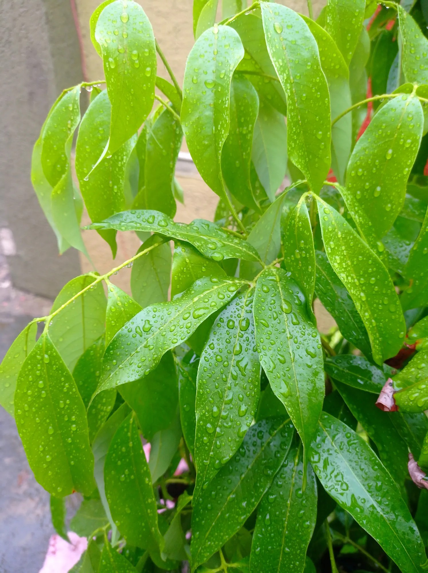 Xiaomi Redmi Note 9
