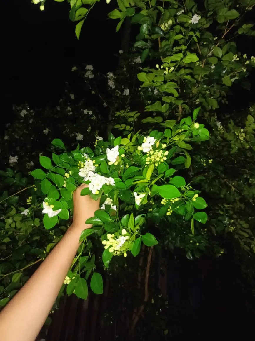 Tecno Camon 20 Pro 5G
