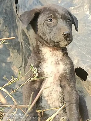 OnePlus Nord CE 2 5G