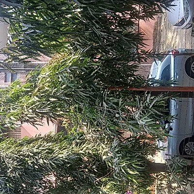 Samsung Galaxy A15 5G